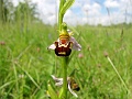 33_Ophrys abeille_4